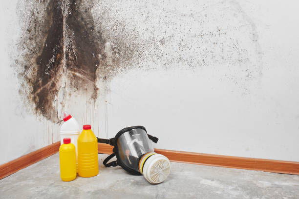 Home Mold Removal