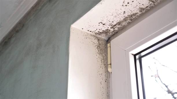 Home Mold Removal in Devine, TX
