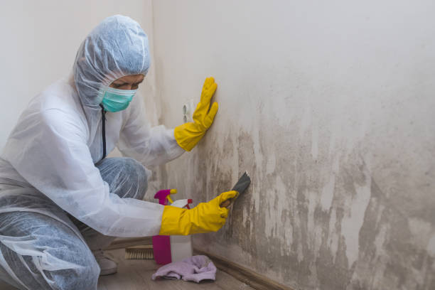 Best Mold Inspection  in Devine, TX
