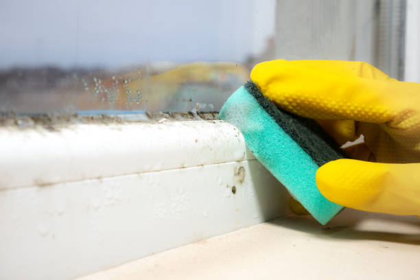 Best Certified Mold Removal  in Devine, TX