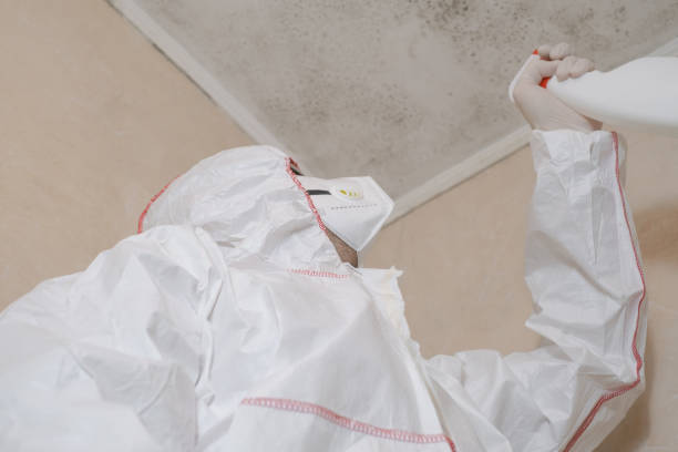 Professional Mold Removal in Devine, TX