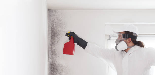 Best Mold Remediation  in Devine, TX