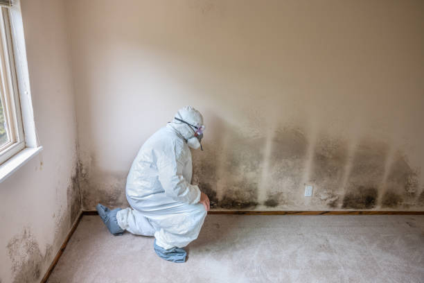 Best Toxic Mold Removal  in Devine, TX