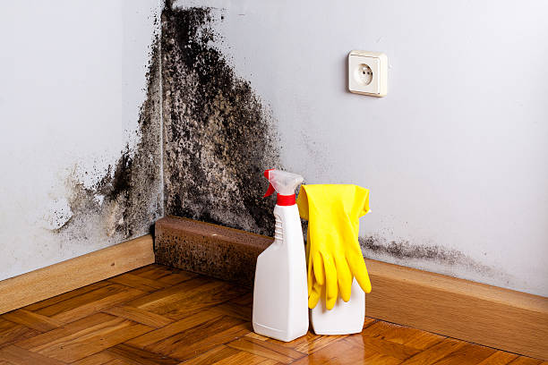 Best Mold Removal Company Near Me  in Devine, TX