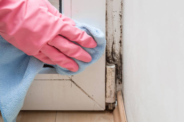 Best Fast Mold Removal  in Devine, TX