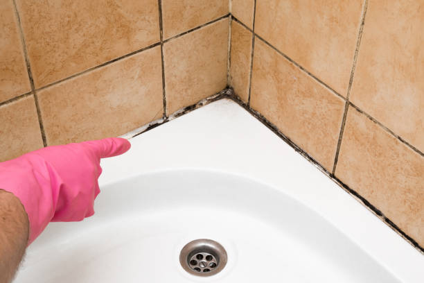 Mold Testing and Removal in Devine, TX